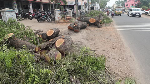 Decades old trees cut down for development works in Tallakulam in Madurai