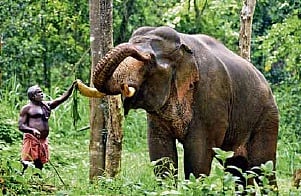  Koovappady, nestled in the hinterlands of Ernakulam, is renowned today as aana kalari, where mahouts train their jumbos. 