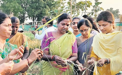 Members of Nirmal Mandal Samikya prepare bundles of paddy under the Back to Roots’ initiative in Nirmal district