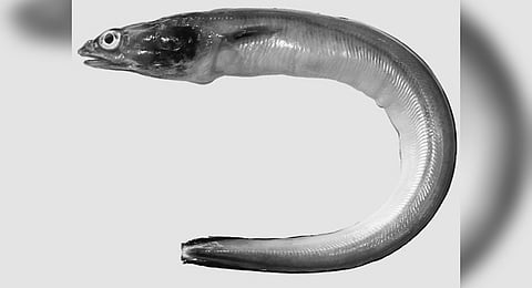 Eel caught in 2021 off Thoothukudi coast is new species, finds research