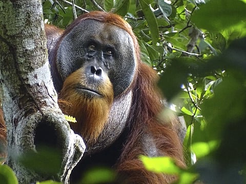 This photo provided by the Suaq foundation shows Rakus, a wild male Sumatran orangutan in Gunung Leuser National Park, Indonesia, on Aug 25, 2022, after his facial wound was barely visible.