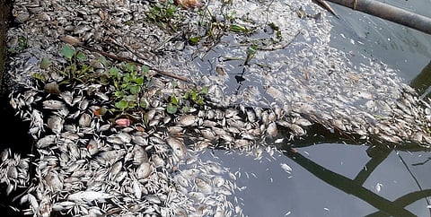 Kochi’s Edayar witnesses massive fish kill following river pollution due to chemical discharge from industries nearby.