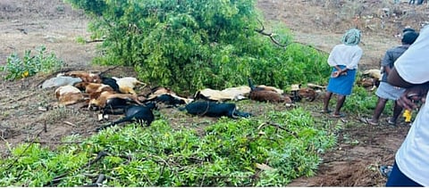 The carcass of the goats which were electrocuted to death in Kidangu