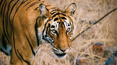 Image of a tigress used for representational purpose only.