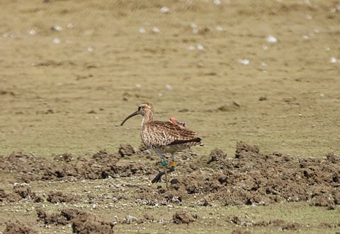 The GPS-tagged whimbrel (Photo | Special arrangement)