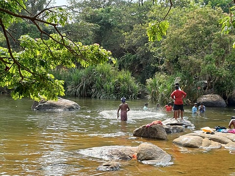 Among the 36 species spotted, 31 were identified as native species, two introduced and three invasive species.
