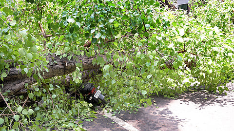 File image of a tree fall used for representational purpose only.