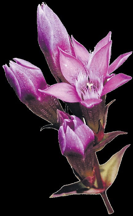 Gentian