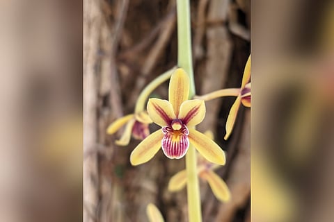 Rare orchid species 'Cymbidium aloifolium'