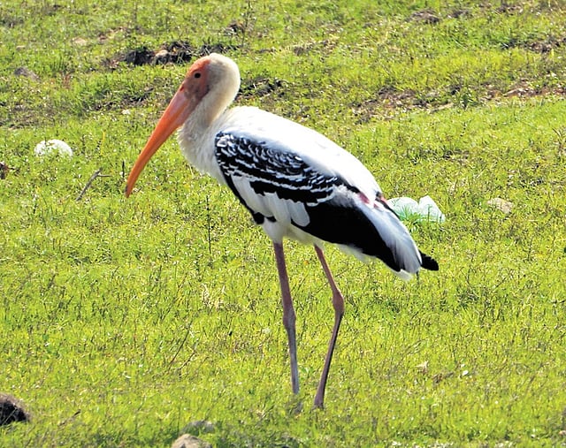 Painted stork