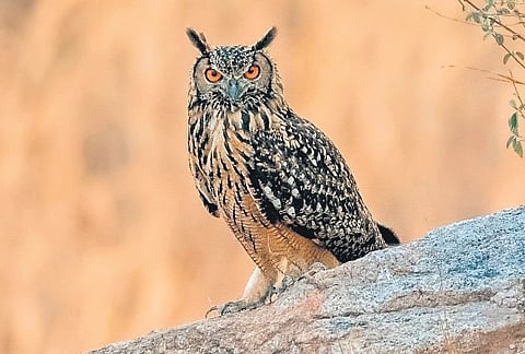 An Indian eagle-owl spotted in Yenkathala grasslands | BY ARRANGEMENT