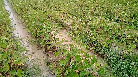 Rains damage cotton crops in Telangana's Medak