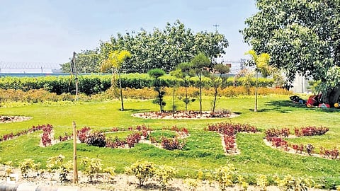 Half of these saplings are being planted in the median under the viaduct along the 48-kilometre RRTS corridor from Sahibabad to Shatabdi Nagar in Meerut.