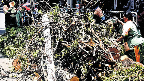 Tree branches and electric poles that had collapsed due to rain on Friday, in Benglauru, are being cleared by BBMP workers on Saturday.
