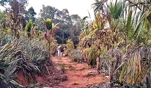 A wilted pineapple farm at Manjaloor in Muvattupuzha