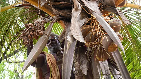 High heat, low water; Farmers go coco nuts in Tamil Nadu