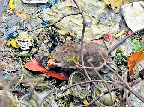 A rat scavenging in an unhygienic area near Marine Drive in Kochi amid rain 