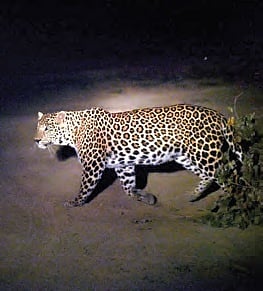 Recently, an incident of two leopards attacking deer near the G&C toll gate in Tirumala was reported.