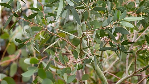 Eucalyptus leaves.