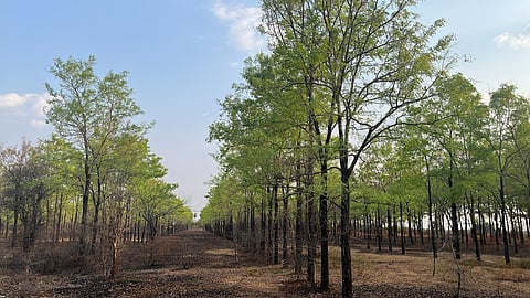 A forest in Perambalur district