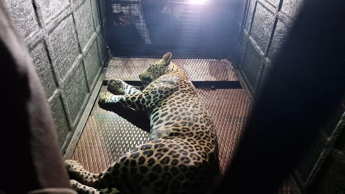 Leopard tranquilised, rescued from tunnel on Pune airport premises