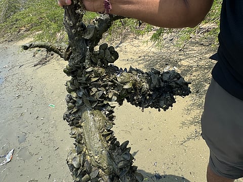 The charru mussel invasion is threatening the livelihoods of fishermen (Photo | Express)