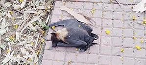 The carcasses were found in the park, where hundreds of bats live.