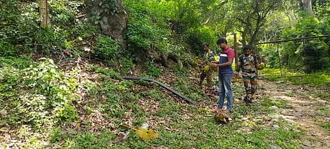 Nilgiris forest division staff are engaged in removing the jackfruit to prevent the elephant human negative interactions.