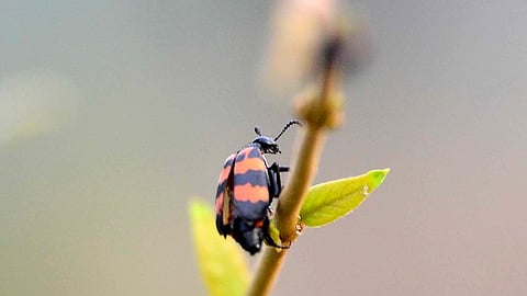 People in Seevanallur area have been complaining to officials in the last two months about the presence of poisonous beetles in the coconut tree near a temple in the village. 
