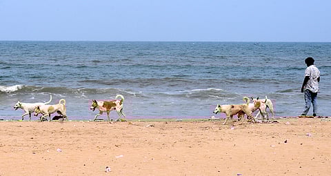 The  dog menace are serious concerns for visitors, a bunch of stray dogs roaming on the Pattinapakkam beach. 