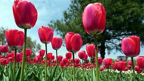 Tulips in Delhi