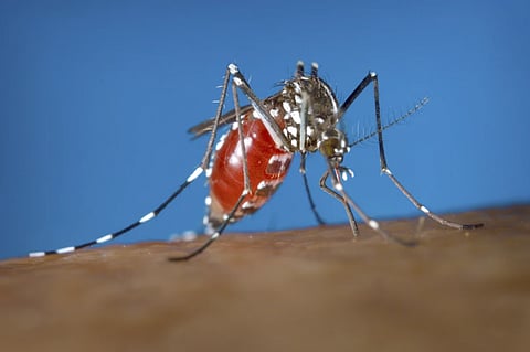 Mosquitoes sense IR from body heat to home in for blood