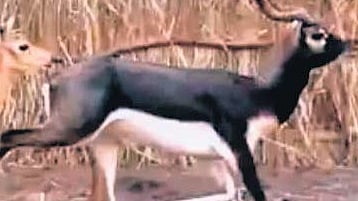 Balukhand and Chandaka forests begin breeding  of blackbucks