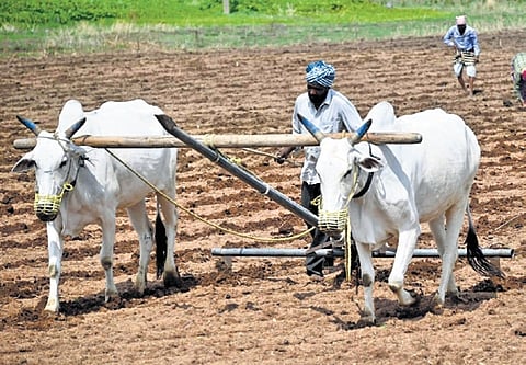 The ministry is assisting the states to increase fodder cultivation areas.