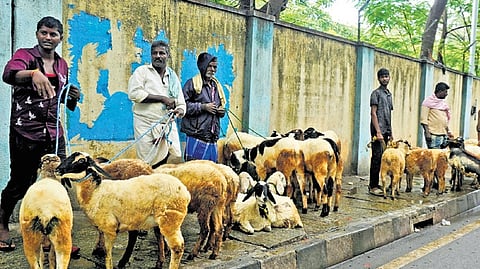 Ahead of
Bakrid, a large number of merchants, who have arrived from different places, sell their goats on RT Nagar Main Road on Sunday 