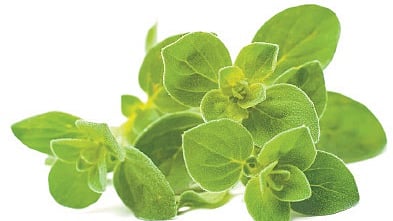 Oregano isn’t just about taste. Its oil is known for its carminative, stomachic, diuretic, and diaphoretic properties, making it a go-to remedy for ailments like whooping cough and bronchitis