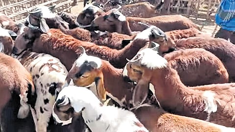 Police prevent animal sacrifice and feast at Hazrat Sultan Sikkandar Badusha Dargah amid protest