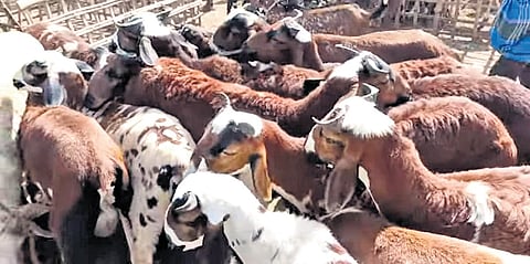 A goat was sold between Rs 12,000 and Rs 18,000, while sheep was sold anywhere between Rs 10,000 and Rs 14,000 on the day. 