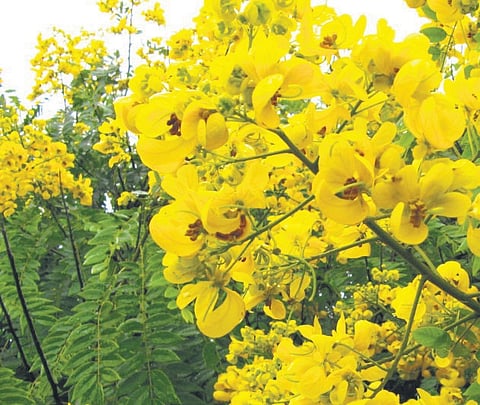 Senna flowers