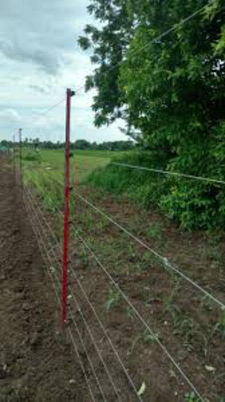 Farmers cultivating maize, sugarcane, fruit and pulses, among others had erected barbed wire fences and solar fences in a bid to prevent wild boars from entering the farmlands.