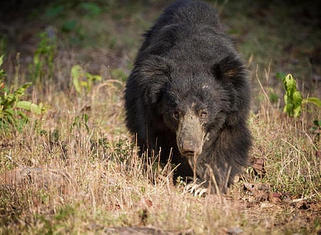 Sloth bear representative Image 
