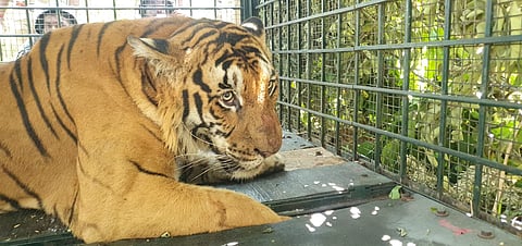 A male tiger that has been captured from the Amaravathy forest range 