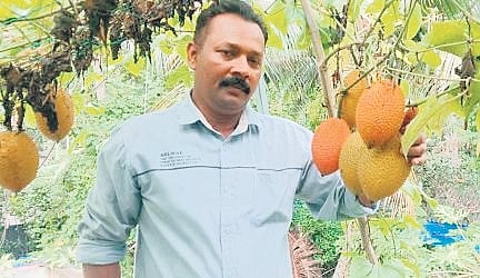 Noushad A K at his gac fruit farm in Thrikkunnapuzha, Alappuzha 