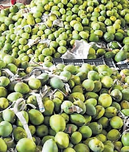 Chittoor is renowned for its mango varieties, particularly the Totapuri, which is a staple for the local pulp industry.
