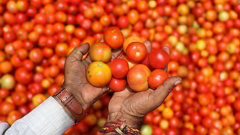 Supply glut pushes tomato prices to Rs 6 per kg in Dharmapuri
