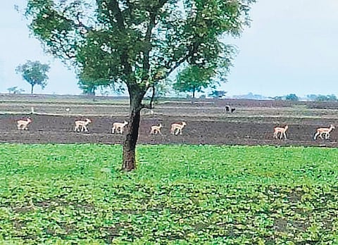 Blackbucks in the fields of Kundgol