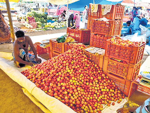 File picture of a trader arranging his tomato stock