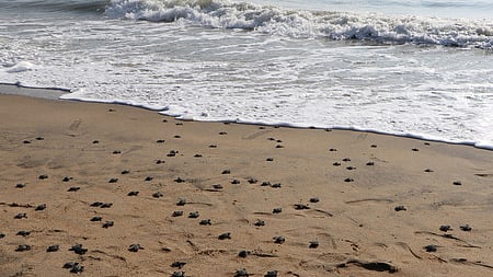 Climate change affecting turtle hatching in Ramnad range