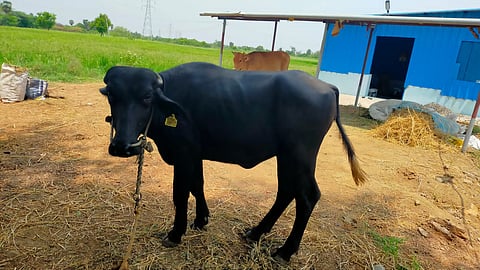 The buffaloes in Tamil Nadu are non-descript but are referred to as the graded Murrah breed.