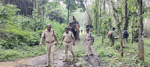 Based on requests from the residents and farmers, two kumki elephants, Shankar and Srinivasan, were engaged in a driving-away operation starting at 11am at Makka Moola